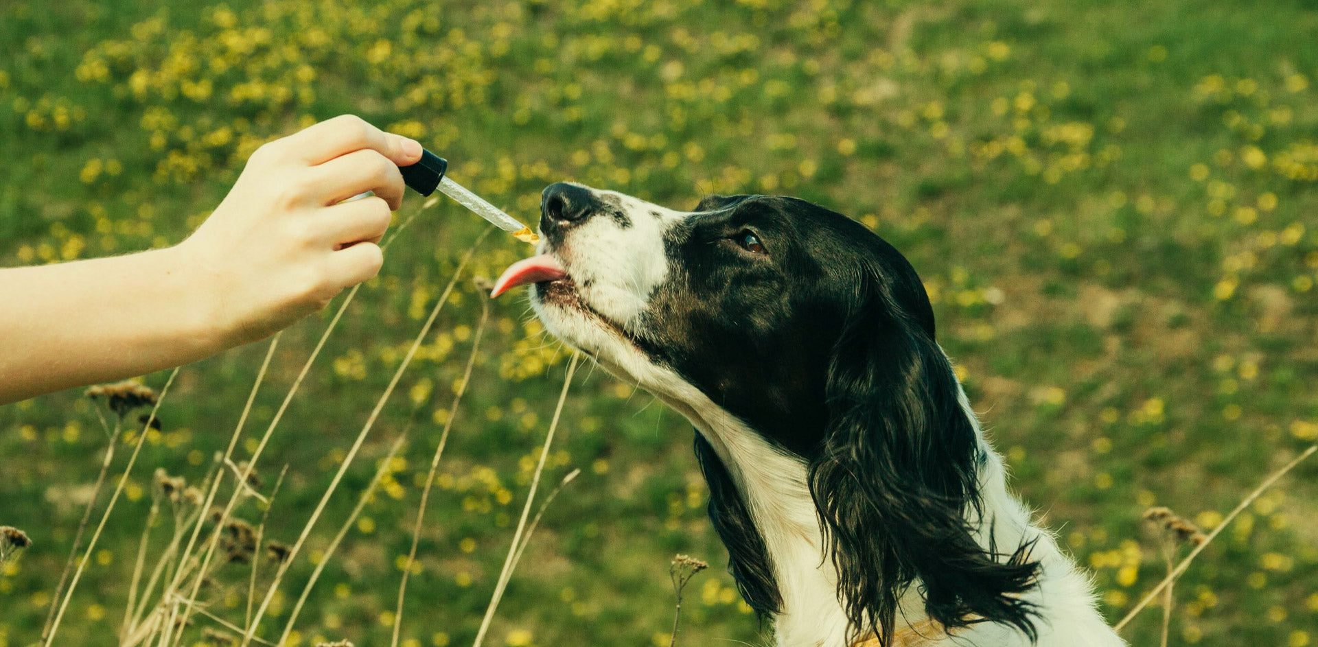 Enhancing Canine Comfort The Role of CBD Oil in Dog Health