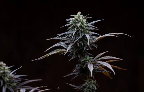 Exploring the Benefits of Delta 8 Flower: What You Need to Know